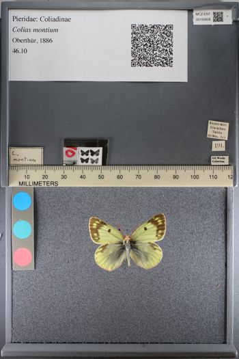 Media type: image;   Entomology 193858